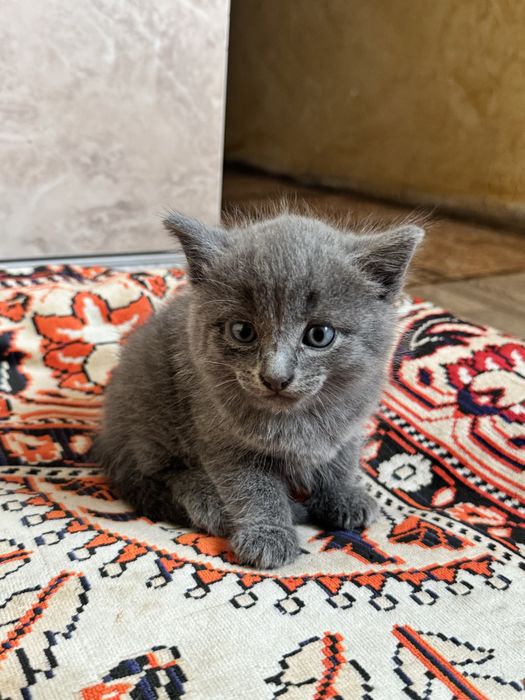 Отдам котят