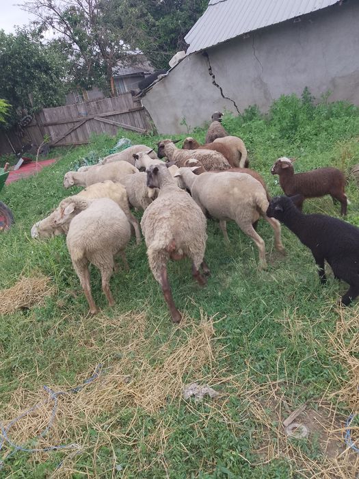 10 oi si 6 miei tinere