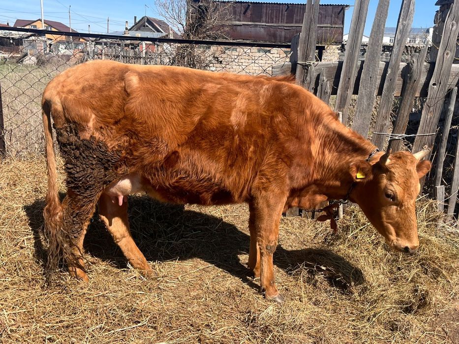 Продам коров с телятами
