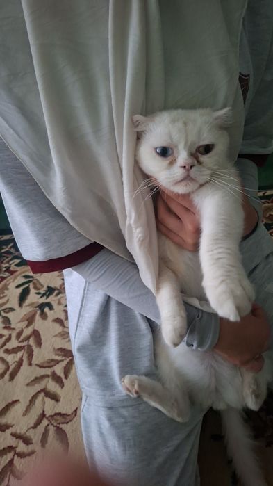 Mushuklar hadyaga beriladi