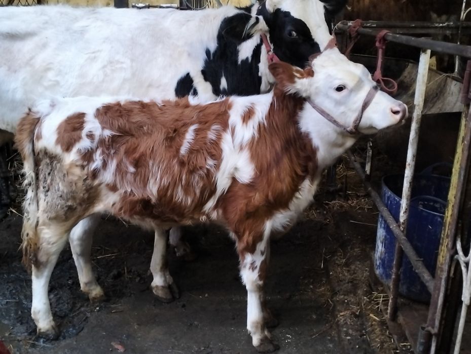 Бузогча сотилад йеб ичиши зур