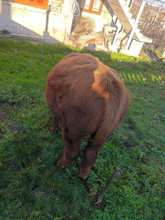 Tauras Angus de vanzare