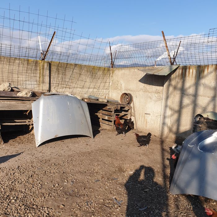 Петли черен мед маран на 7 мес 45лв бр яйца 2 лв гр сливен