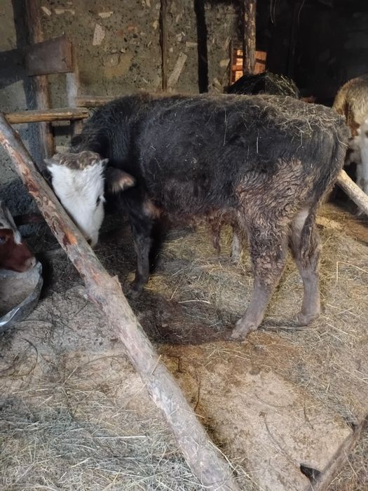 Патсос бұзаулар сатылады