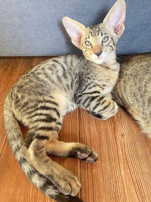 Ориентальные котята