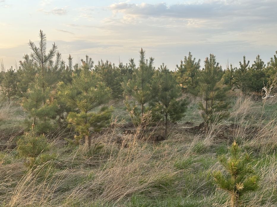 Пушистые сосны от 1 до 5 м