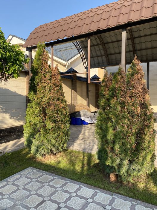 Туя Туи Туй Туиа