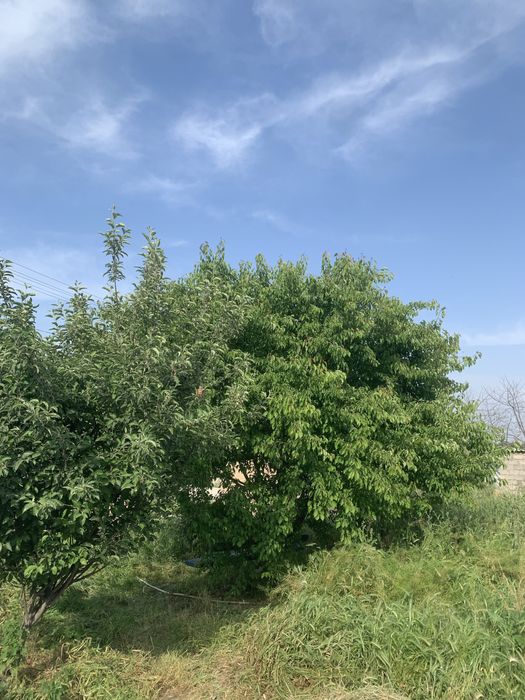 СРОЧНО Продаётся Дачный участок.