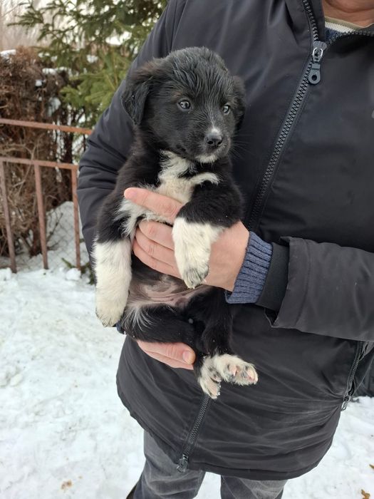 Отдам щенков в хорошие руки