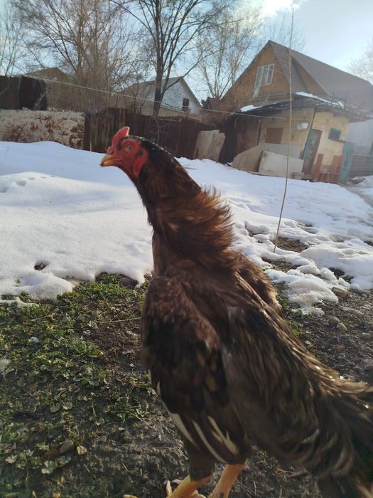 Продам пару даканов