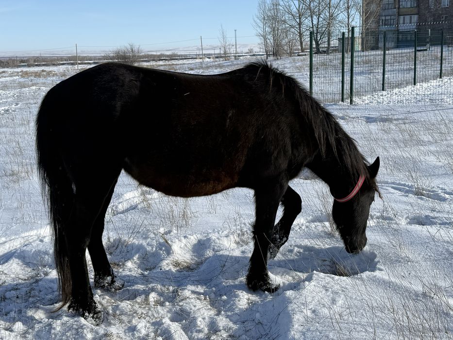 Жас жуас ірі бие