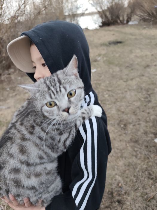 Отдам кошку в добрые руки