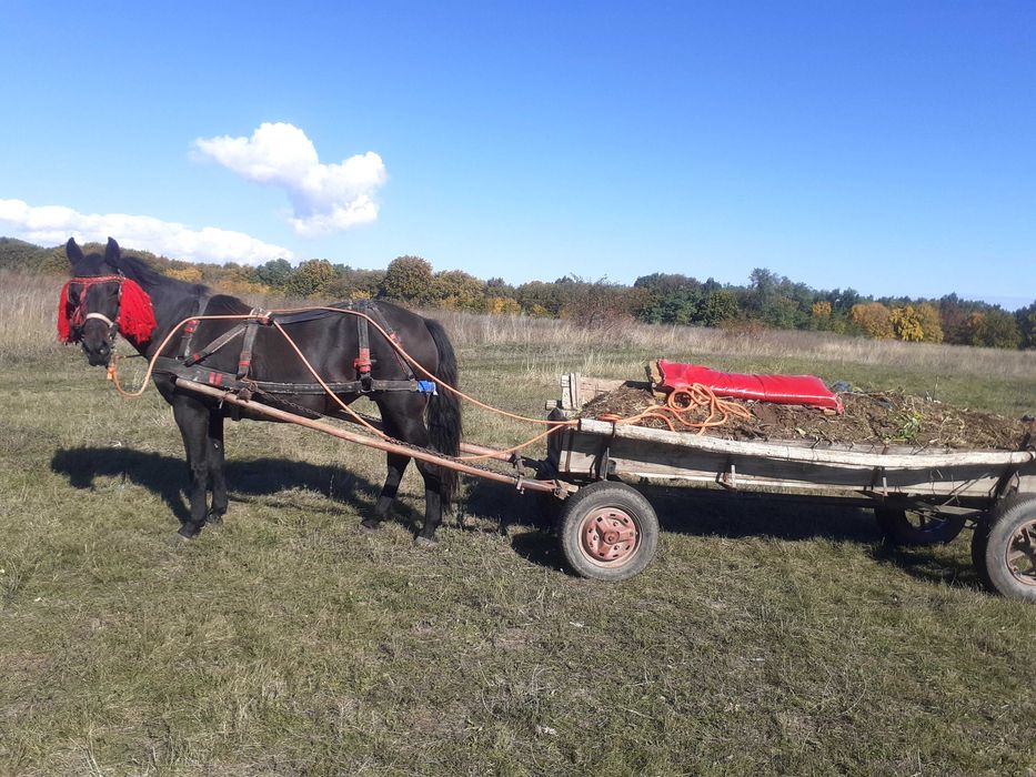 Vând Iapă Înhămată