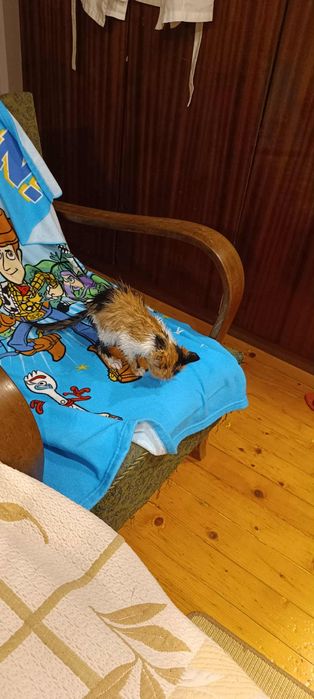 Котенце  Мая на 6 месеца.