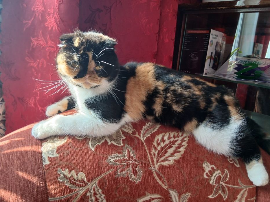 Продам Кошечку Эха Экзотическая Парода