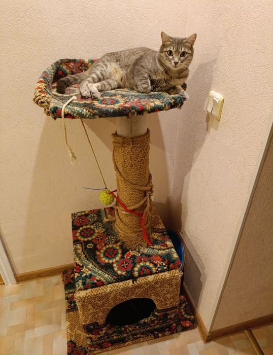 Отдам кошку в хорошие руки