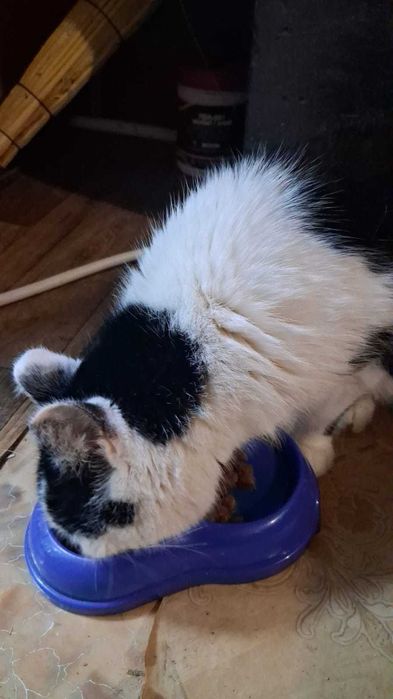 Кошечке нужна семья.