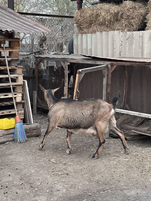 Альпийский ешкі сатылады
