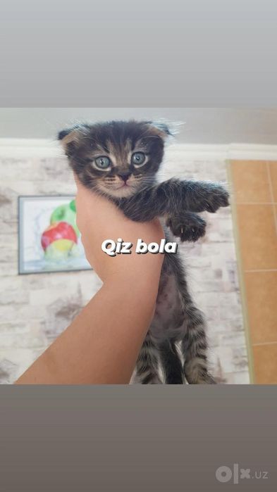 Uy Mushuglari sotladi