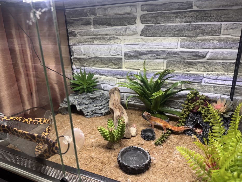 Эублефар морфа blood террариум ящерица