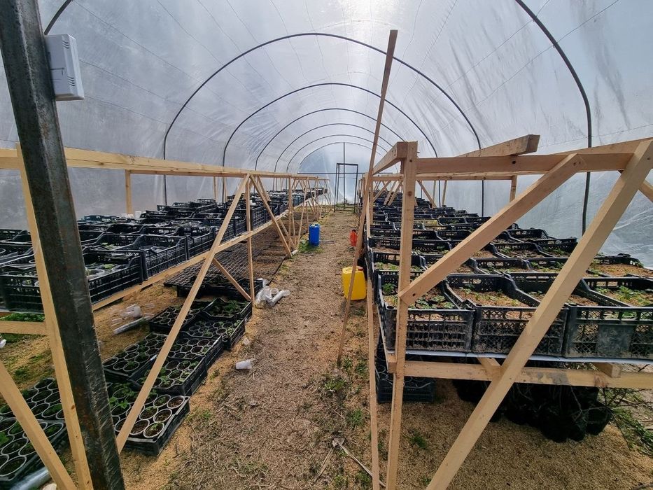 patritsiya kochatlari