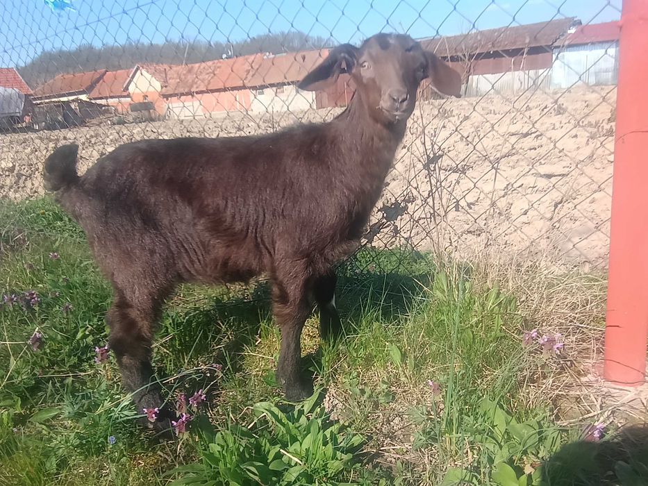 Ieduțe de vânzare, metis alpin francez cu saanen