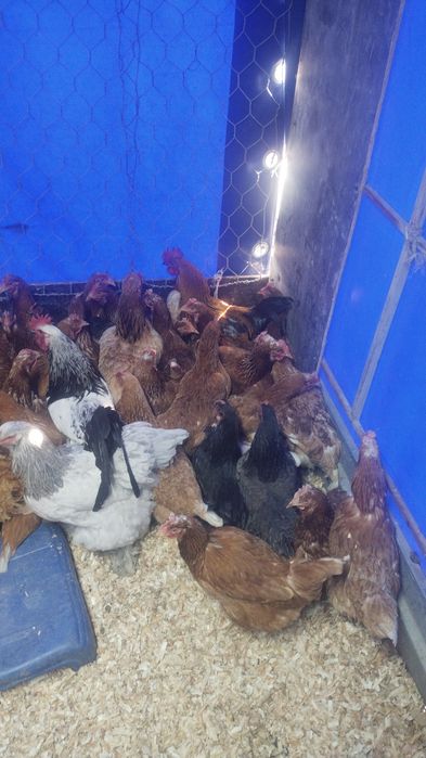 Продам куры домашние и ломан браун