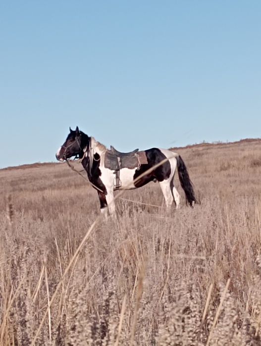 Продается жеребец на племя