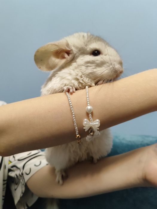 продам шиншиллку