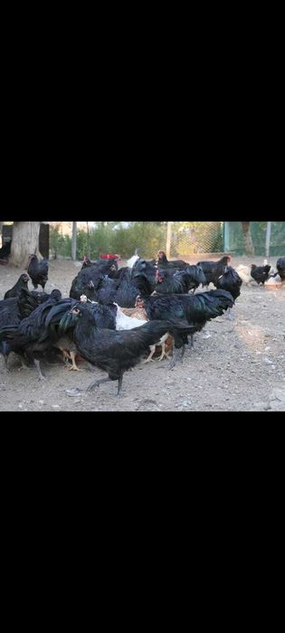 oua de incubat si pui de vanzare