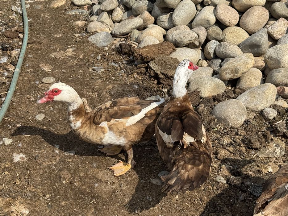 Селезьни по 9000тг