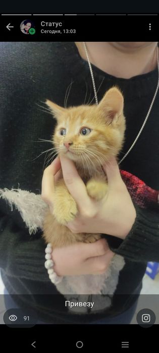 Отдадим котика в добрые руки