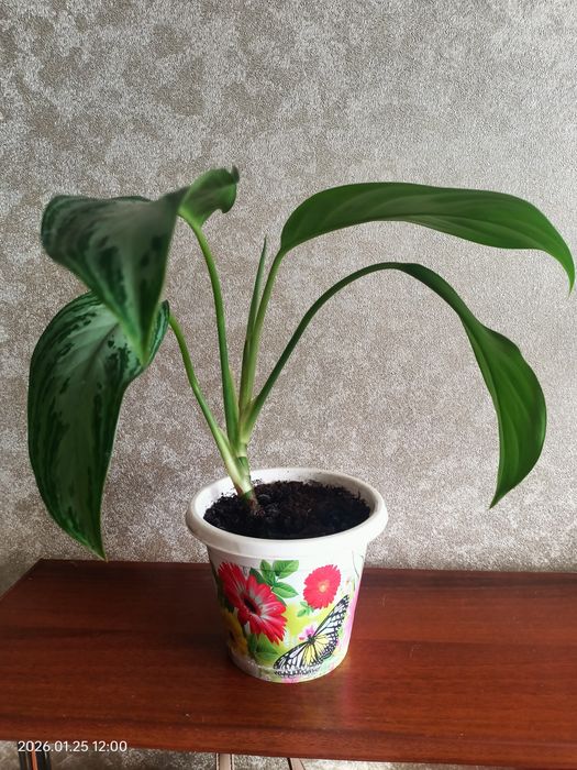 Аглаонема Сильвер бей.