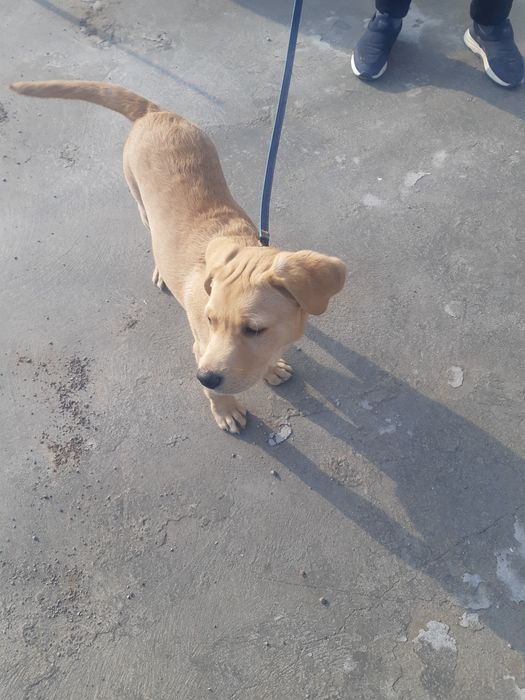 Тозза Лабрадор 3 ойлик