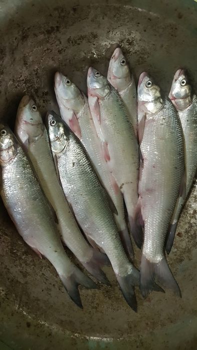 Рыба Жерех Сыла Жерех