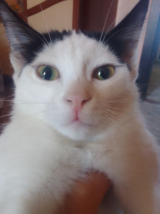 Отдам даром котенка