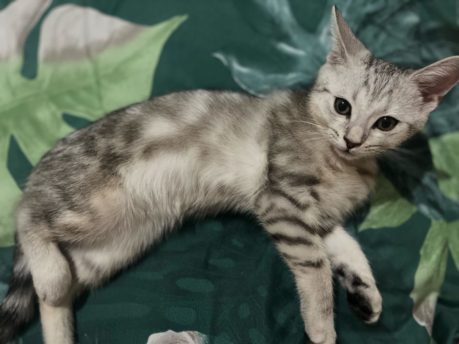 Котенок мальчик 4 месяца с красивым окрасом