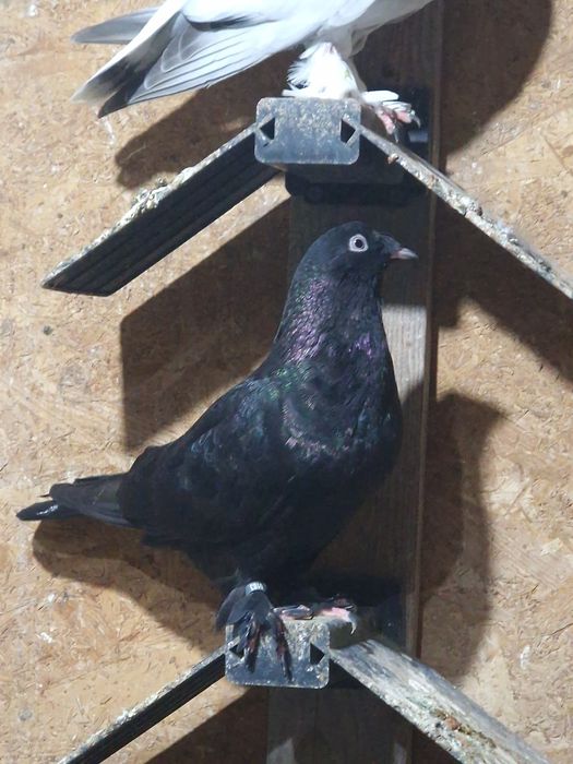 Porumbei Takla  turcesc