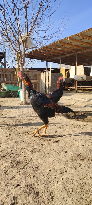 Продам Даканнннн