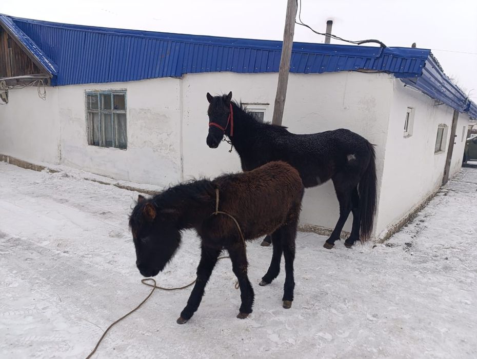 Продам кобылу с жеребенком