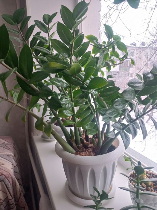 Продам комнатные растения