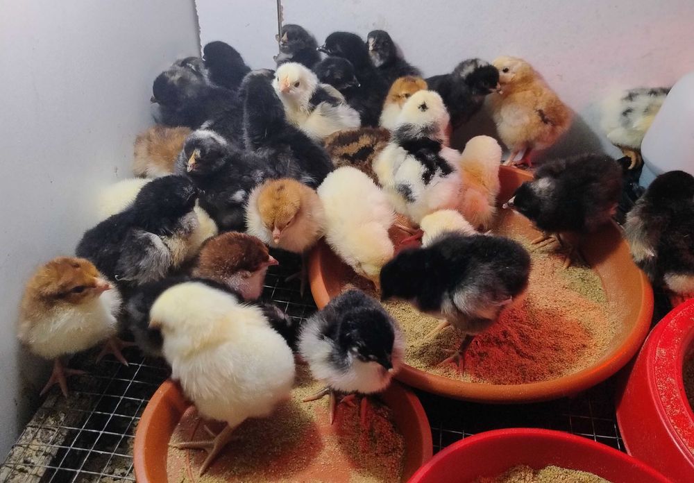 10 pui de gaina Plymouth Rock Barat