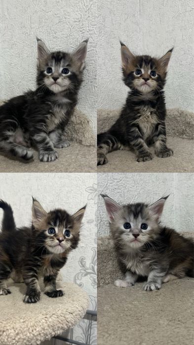 Мейн-Кун Питомник Продажа