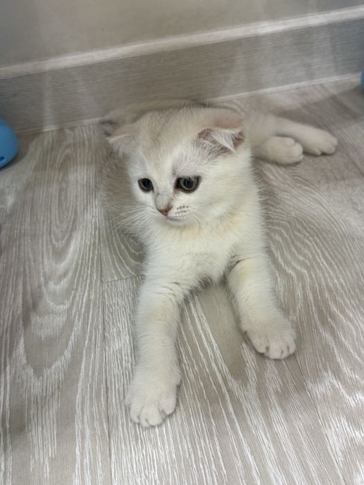 Британский шиншила