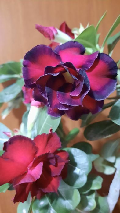 Адениумы махровые, цветущие.