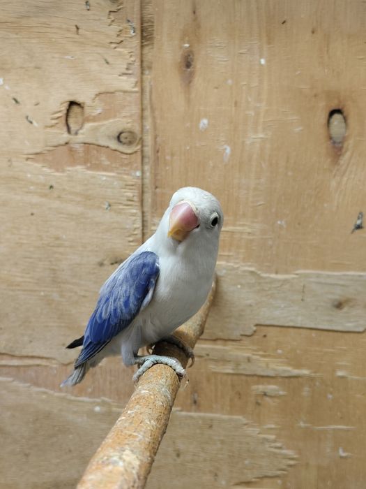 Попугай неразлучник