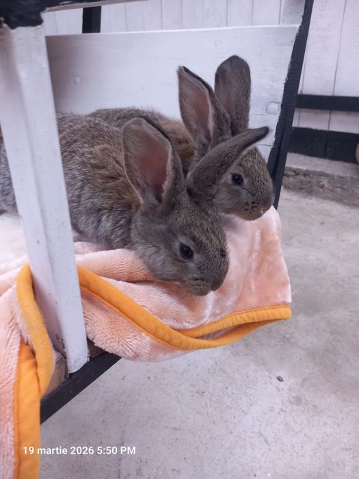 Mascul adult uriaș german, pui uriaș german