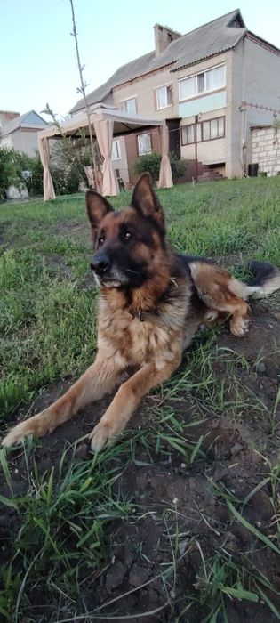 Продам щенков немецкой овчарки