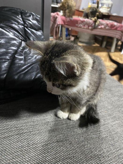 Отдам котёнка мальчик!