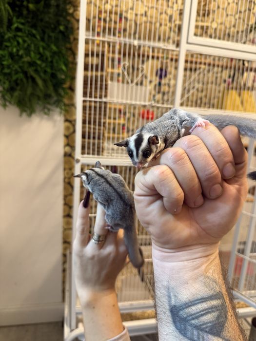 Vand  veverite sugar glider